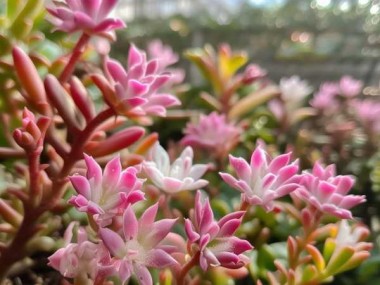 蟹爪兰盛花期揭秘，揭秘美丽绽放的月份
