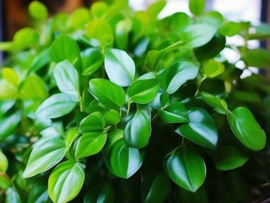 绿意盎然的室内美学新宠，花叶万年青赏鉴