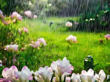 香雪兰开花季浇水攻略