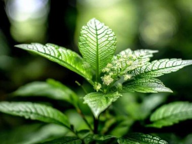 自然画卷中的桂花树叶之美赏析