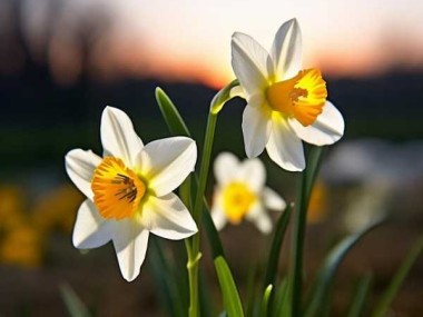 水仙花盛花期探秘，盛开至凋零全过程解析
