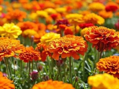 万寿菊盛花期揭秘，绚烂花朵之美