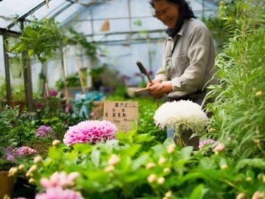 君子兰浇水秘诀，养花达人教你掌握最佳浇水量