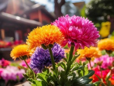 春城斗艳，昆明四头鲜花绽放美好寓意