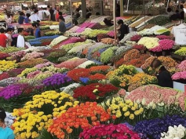 昆明鲜花市场，品种繁多，亲民购物赏花胜地