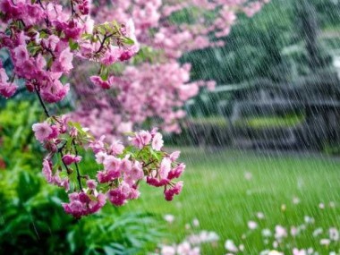 雨中花季，细雨中共舞的春花之谜