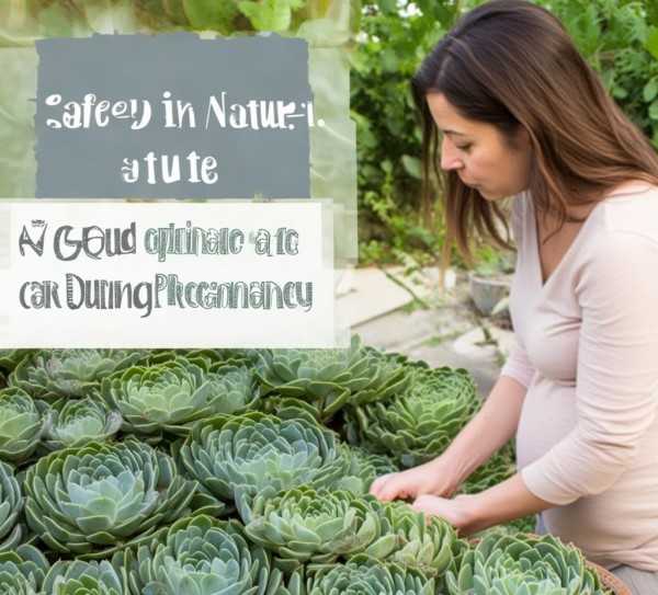 孕妇养植叶万年青的安全性分析,孕妇养花叶万年青的安全性探讨,植物,空气净化,第1张