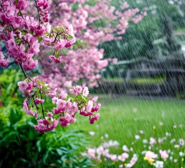 雨中花季，细雨中共舞的春花之谜,春雨绵绵，哪一种花的花期与细雨共舞？揭秘雨中绽放的美丽花季,花期,第1张