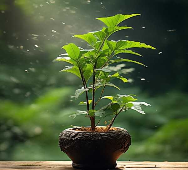 岁月静好，万年青盆景，自然之美映时光流转,万年青盆景植物图片，品味时光流转的自然之美,植物,第1张