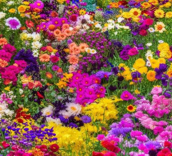 花海探秘，多样品种鲜花绽放之美,花团锦簇，开一串鲜花，探秘多样品种的美丽世界,鲜花,花卉,第1张